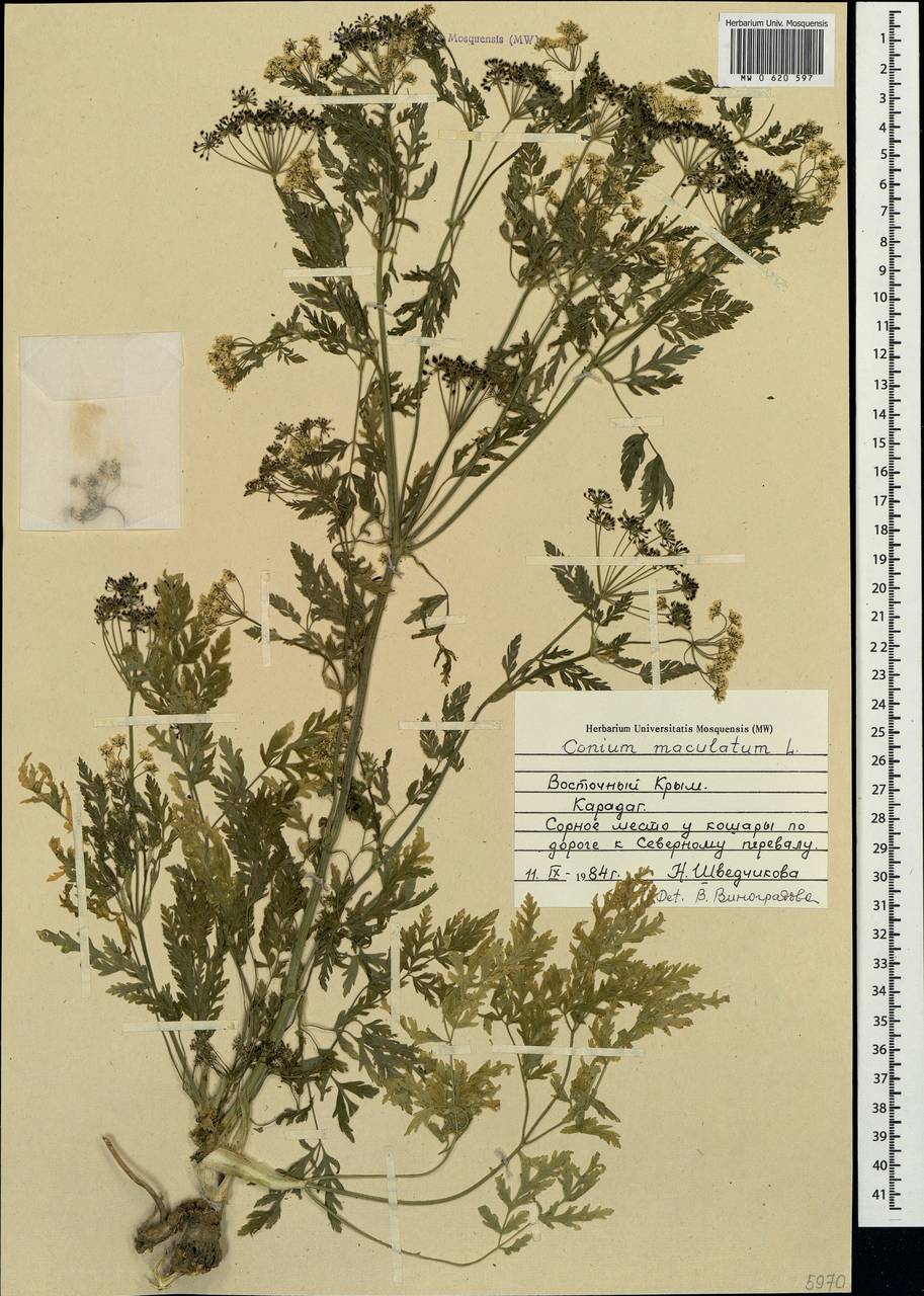 MW0620597, Conium maculatum (Болиголов крапчатый, Болиголов пятнистый ...