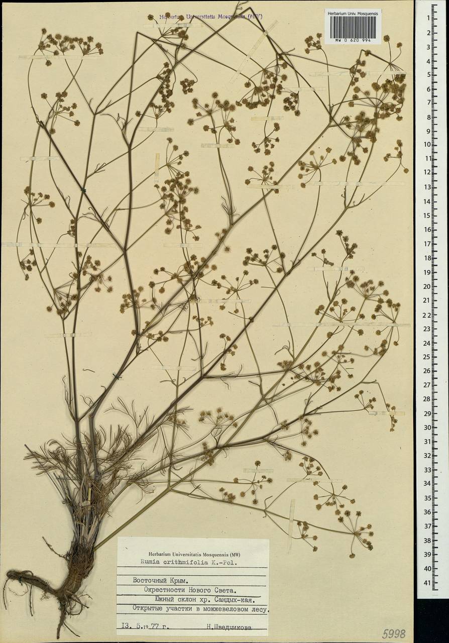 Trinia crithmifolia (Willd.) H. Wolff, Крым (KRYM) (Россия)