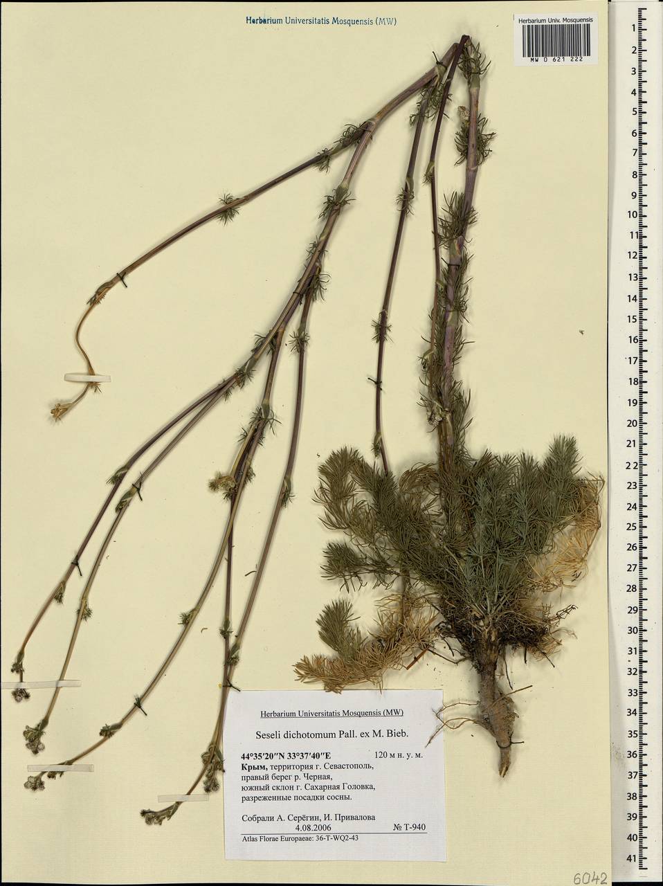 Жабрица вильчатая Pall. ex M.Bieb., Крым (KRYM) (Россия)