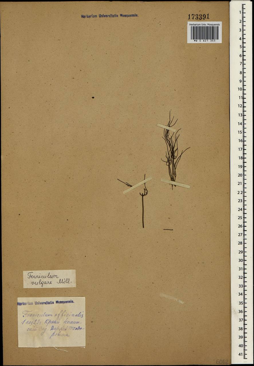Anethum foeniculum L., Крым (KRYM) (Россия)