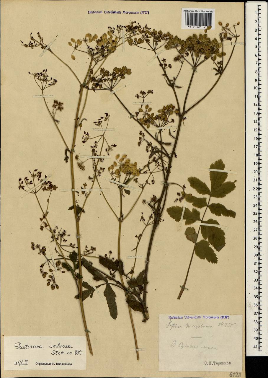 Pastinaca sativa subsp. urens (Req. ex Godr.) Celak., Крым (KRYM) (Россия)