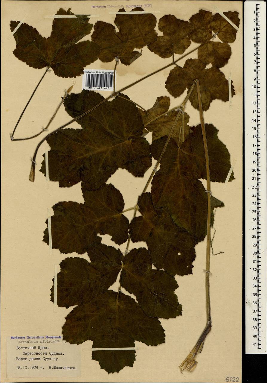 Heracleum sphondylium subsp. sibiricum (L.) Simonk., Крым (KRYM) (Россия)