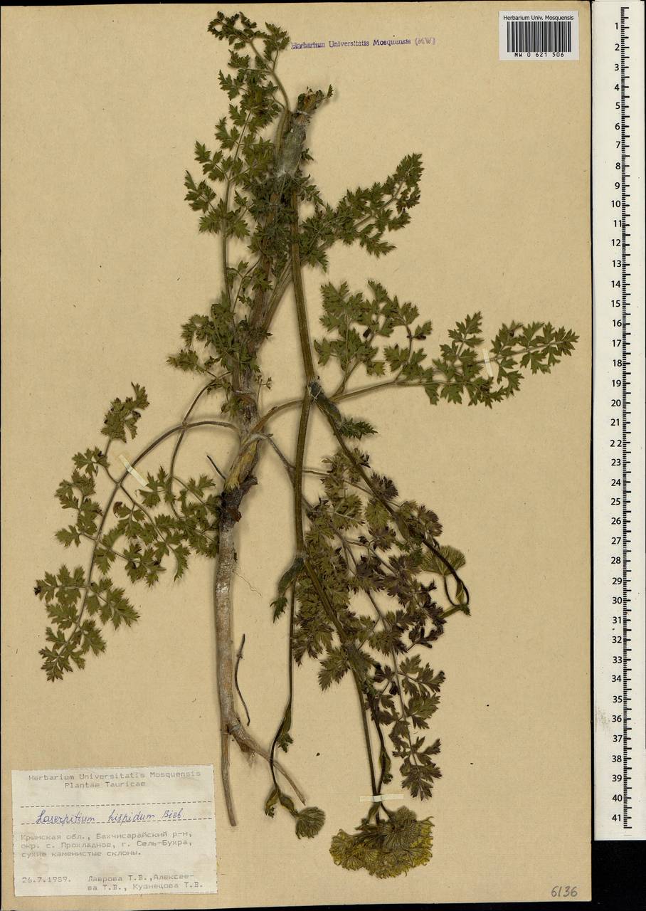 Silphiodaucus hispidus (M. Bieb.) Spalik, Wojew., Banasiak, Piwczyñski & Reduron, Крым (KRYM) (Россия)