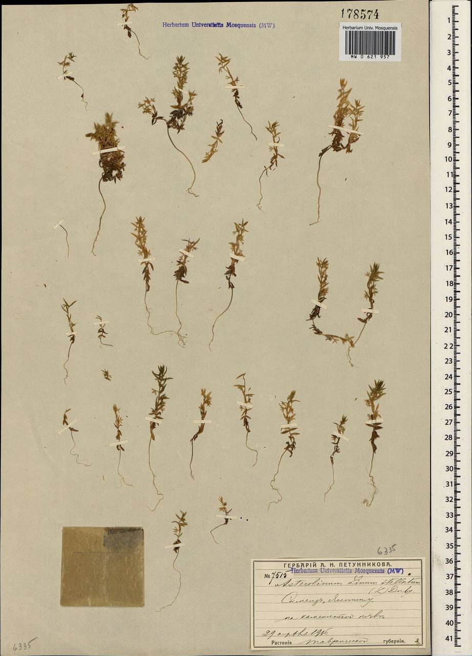 Lysimachia linum-stellatum L., Крым (KRYM) (Россия)