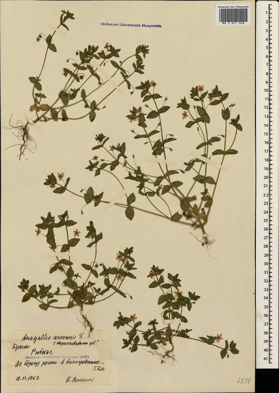 Lysimachia arvensis subsp. arvensis, Крым (KRYM) (Россия)