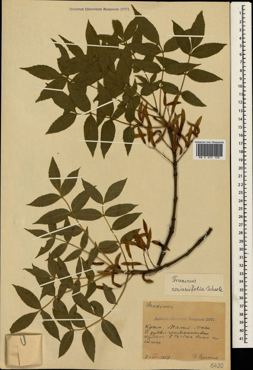 Ясень сумахолистный (Scheele) A.E.Murray, Крым (KRYM) (Россия)