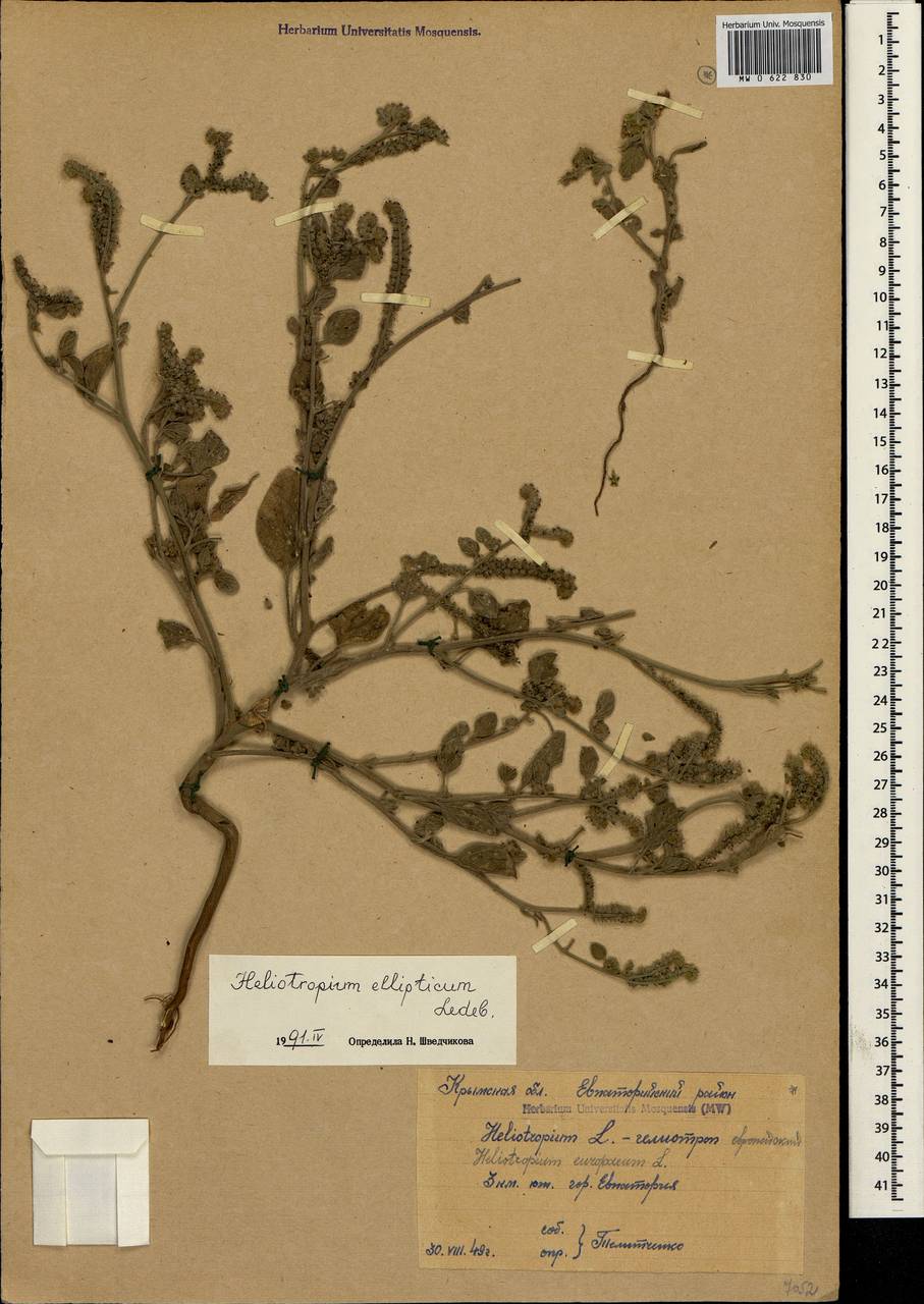MW0622830, Heliotropium ellipticum (Гелиотроп эллиптический), specimen