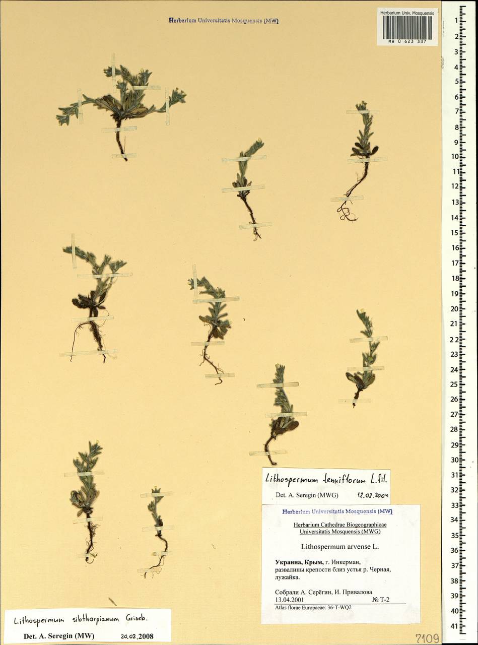 Buglossoides arvensis subsp. sibthorpianum (Griseb.) R. Fern., Крым (KRYM) (Россия)