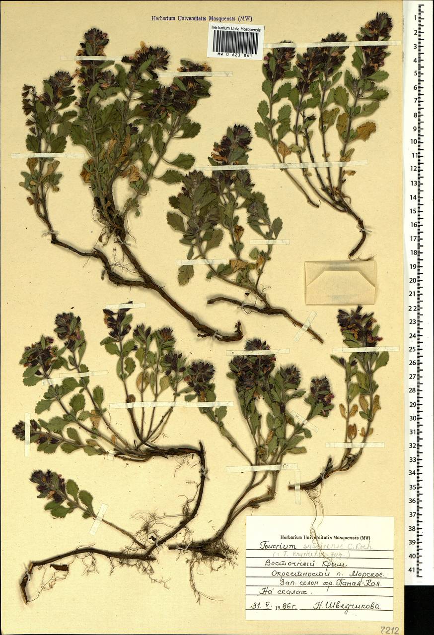 Дубровник испирский (K.Koch) Rech.f., Крым (KRYM) (Россия)