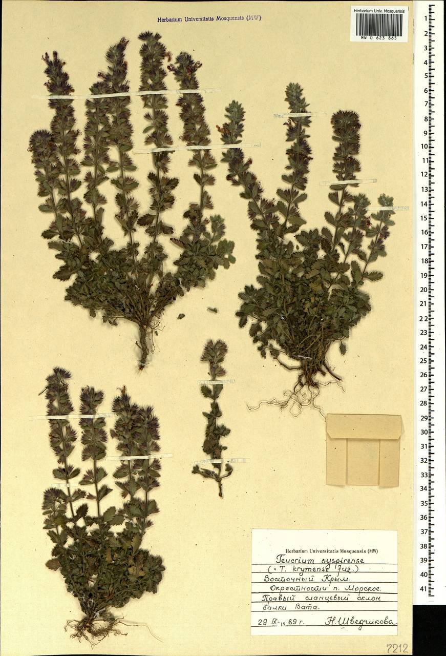 Дубровник испирский (K.Koch) Rech.f., Крым (KRYM) (Россия)