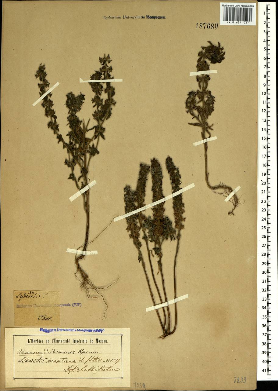 MW0624037, Sideritis montana (Железница горная), specimen