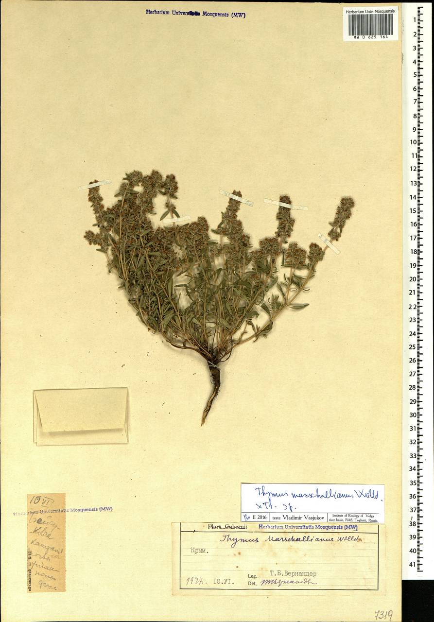 Thymus pannonicus All., Крым (KRYM) (Россия)
