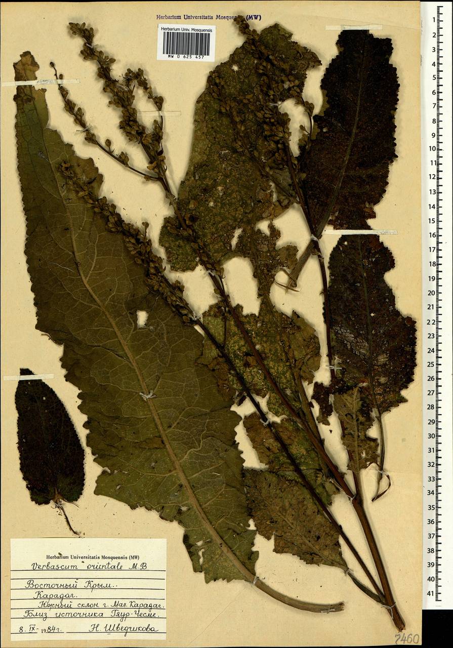 Verbascum chaixii subsp. orientale (M. Bieb.) Hayek, Крым (KRYM) (Россия)