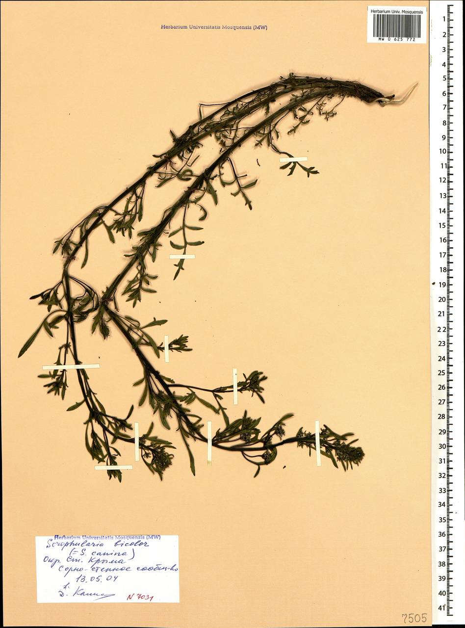 Scrophularia canina subsp. bicolor (Sibth. & Sm.) Greuter, Крым (KRYM) (Россия)