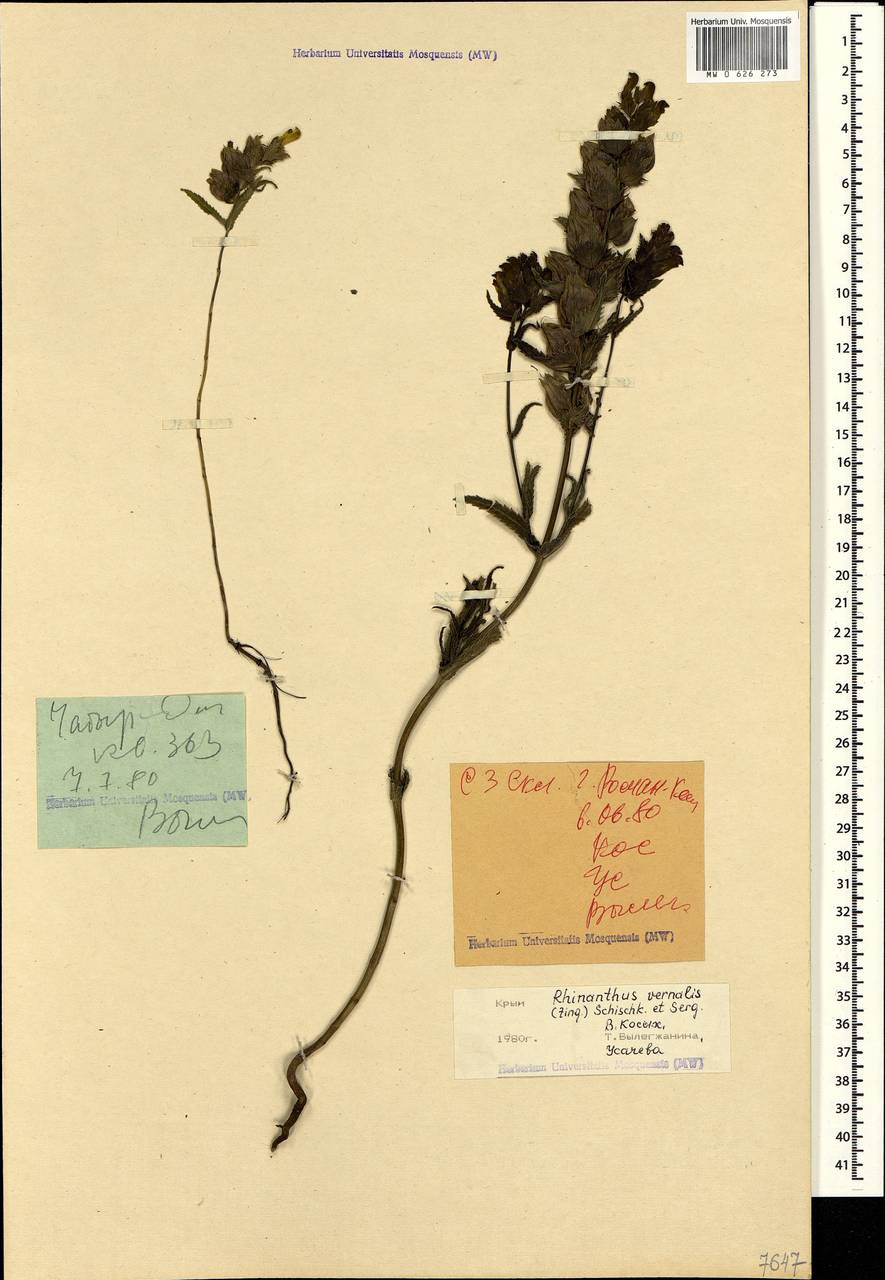 Rhinanthus serotinus var. vernalis (N. W. Zinger) Janch., Крым (KRYM) (Россия)