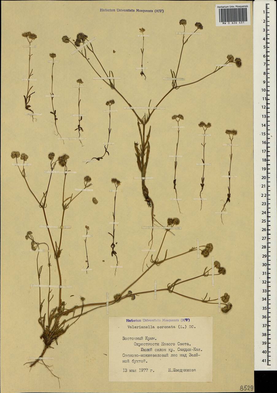 Валерианелла увенчанная (L.) DC., Крым (KRYM) (Россия)