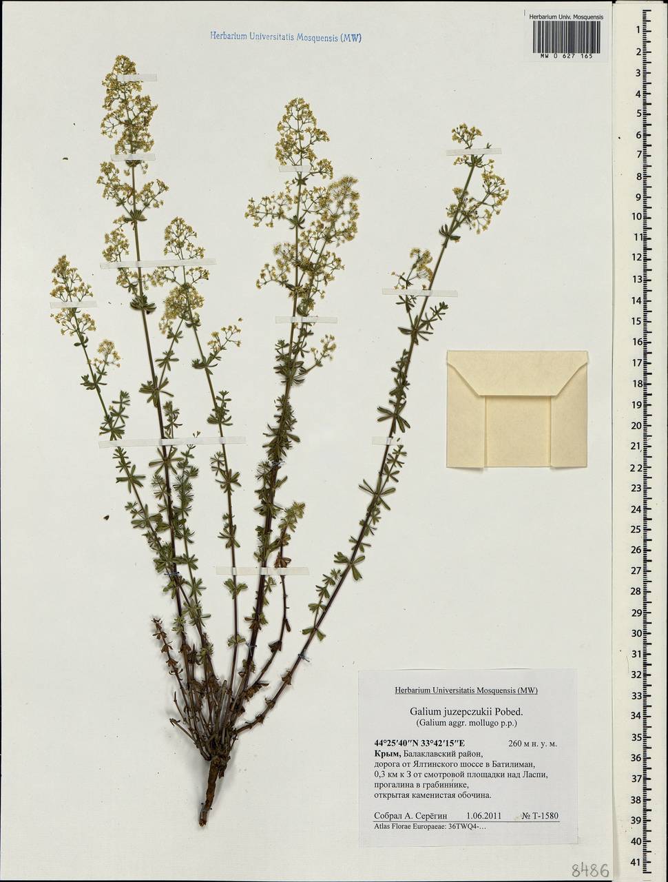 Galium album subsp. prusense (K.Koch) Ehrend. & Krendl, Крым (KRYM) (Россия)