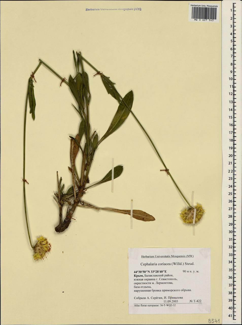 Головчатка кожистая (Willd.) Roem. & Schult. ex Steud., Крым (KRYM) (Россия)