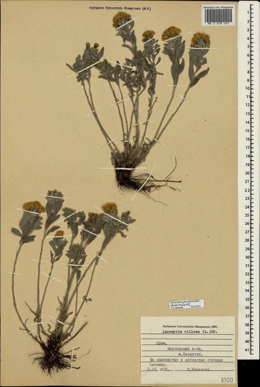 Солонечник мохнатый, Грудница мохнатая (L.) Rchb. fil., Крым (KRYM) (Россия)