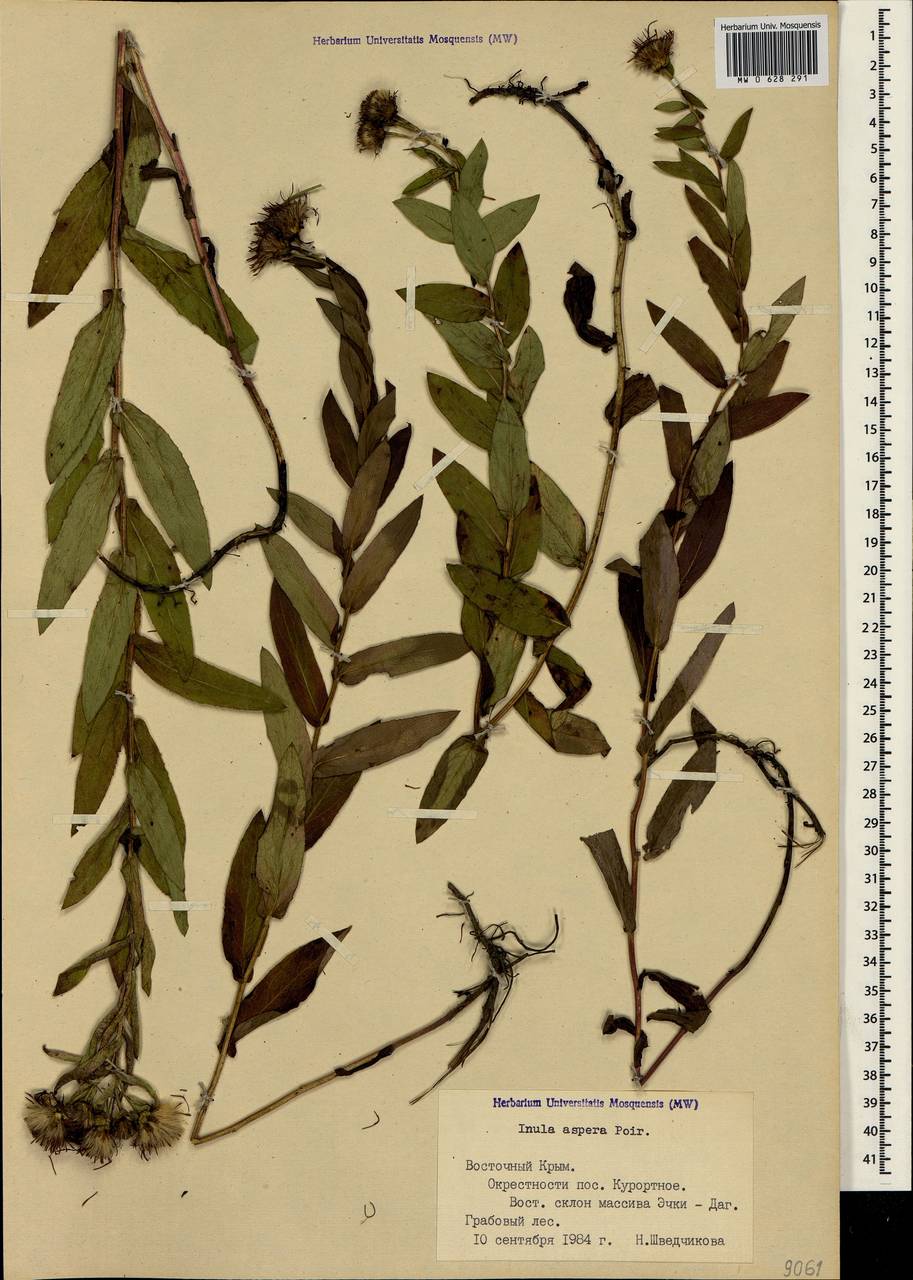 Pentanema salicinum subsp. asperum (Poir.) Mosyakin, Крым (KRYM) (Россия)