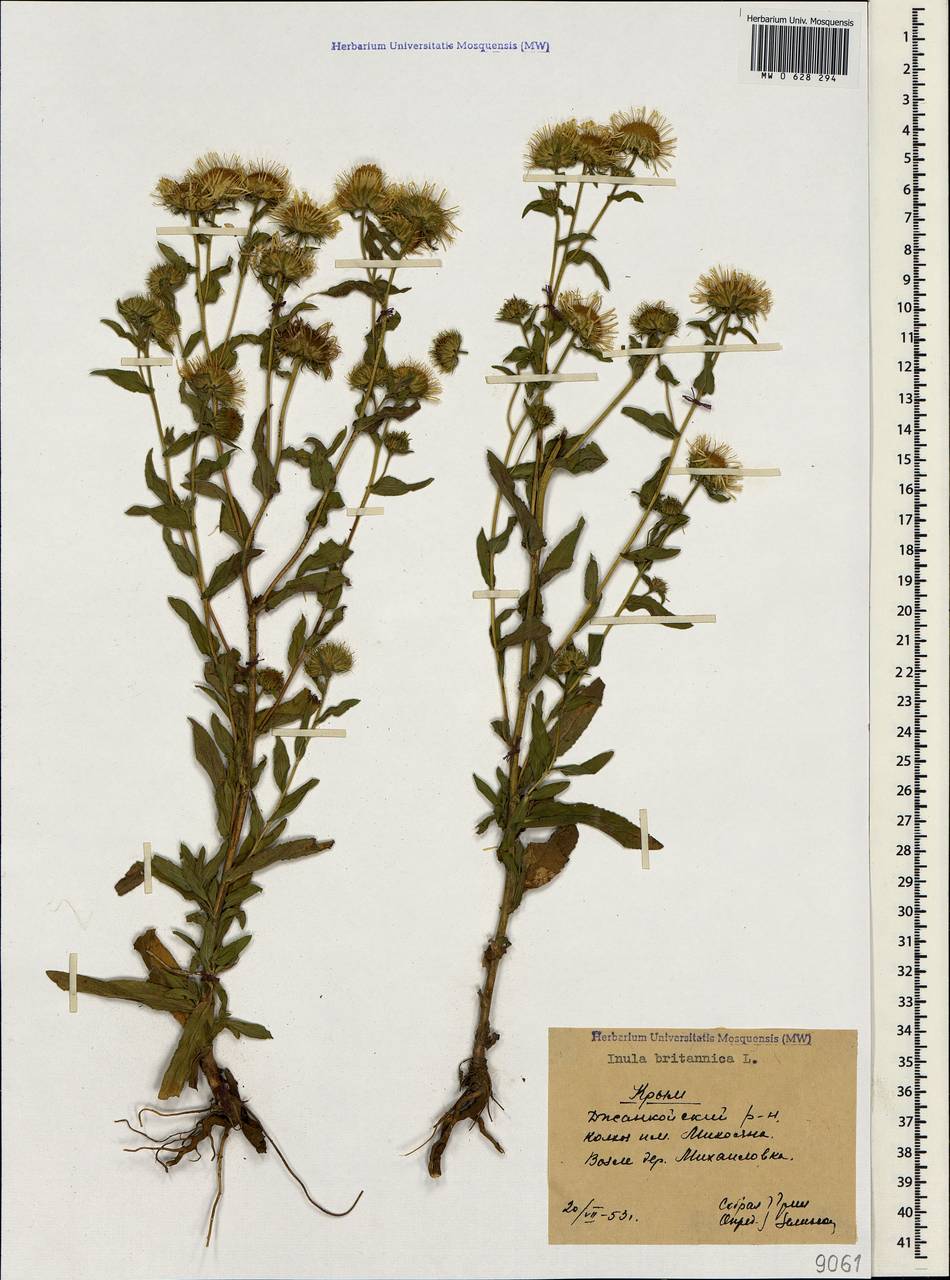 MW0628294, Inula britannica (Девясил британский), specimen