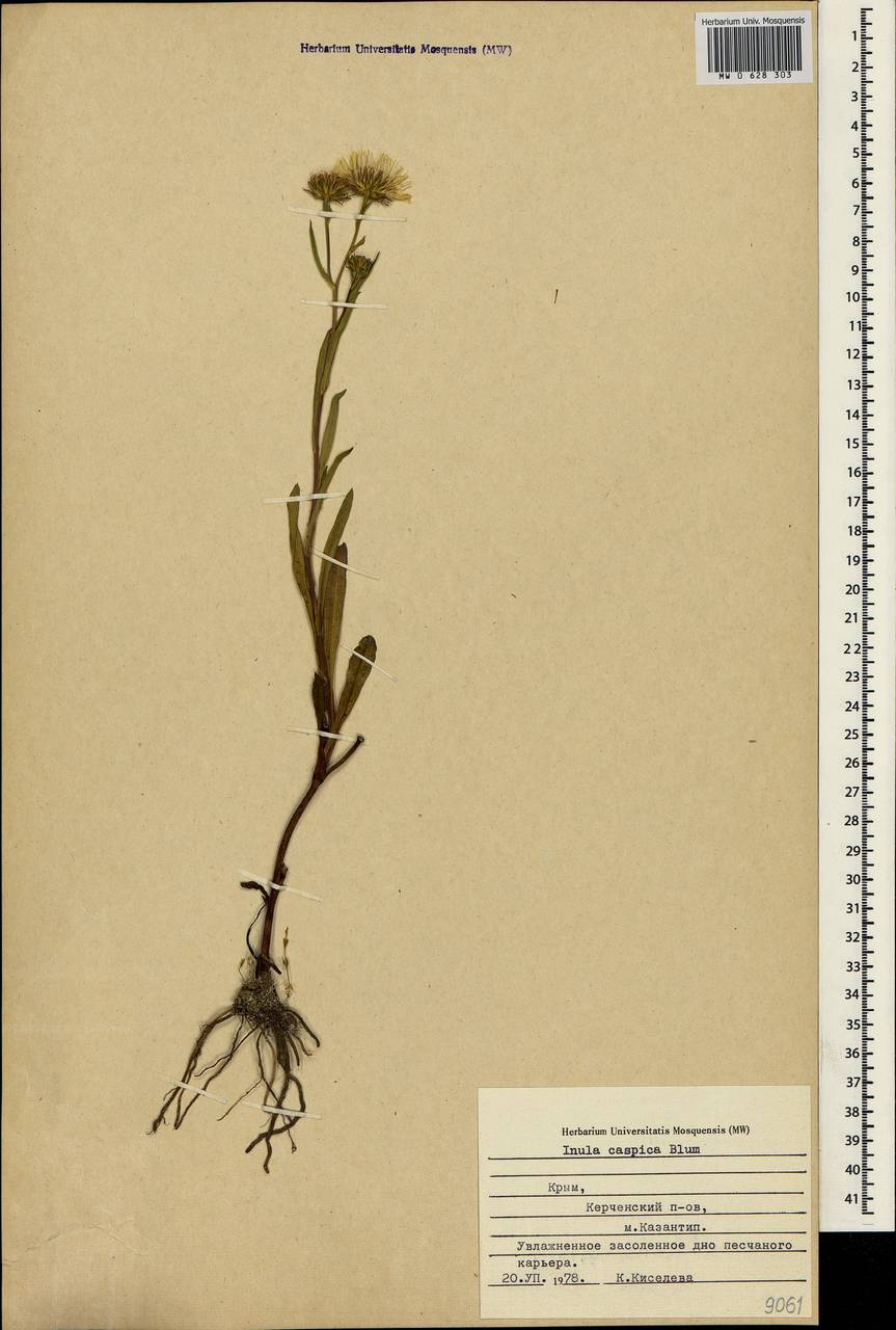 Pentanema caspicum (F. K. Blum ex Ledeb.) G. V. Boiko, Korniy. & Mosyakin, Крым (KRYM) (Россия)