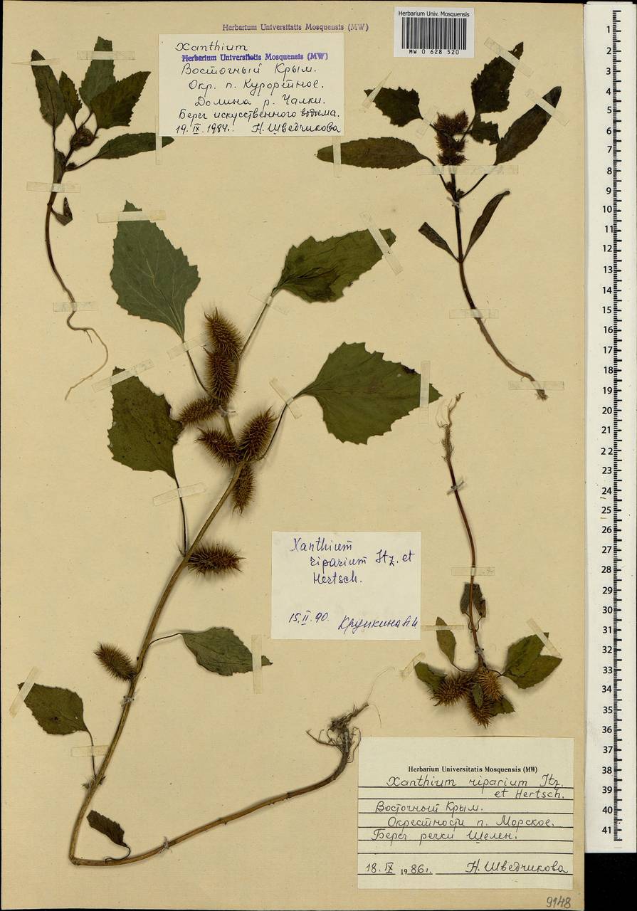 Xanthium orientale var. riparium (Celak.) Adema & M. T. Jansen, Крым (KRYM) (Россия)