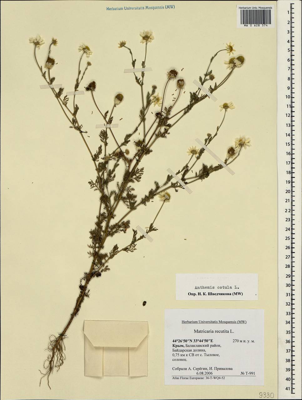 Пупавка собачья, Пупавка вонючая L., Крым (KRYM) (Россия)