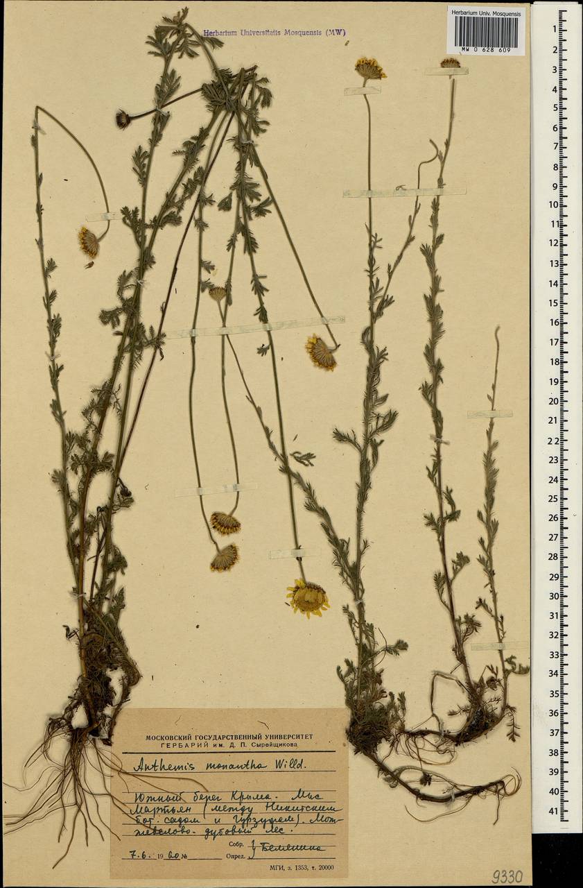 Пупавка одноцветковая (Willd.) Oberpr. & Greuter, Крым (KRYM) (Россия)