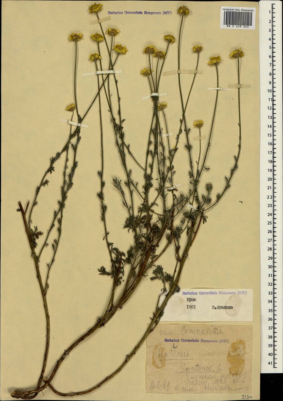 Cota tinctoria subsp. tinctoria, Крым (KRYM) (Россия)