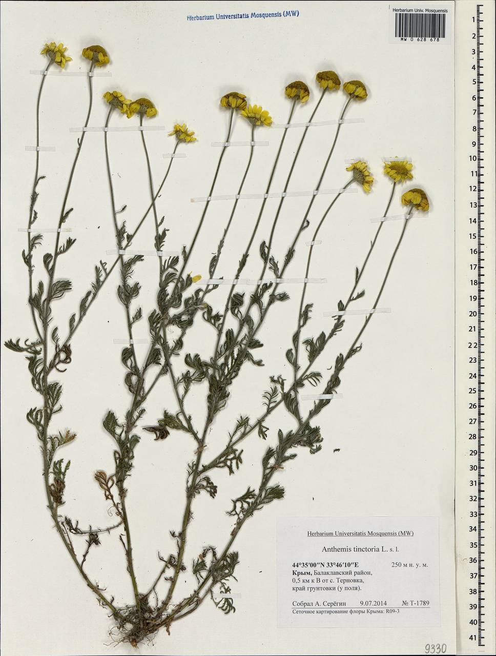 Cota tinctoria subsp. tinctoria, Крым (KRYM) (Россия)