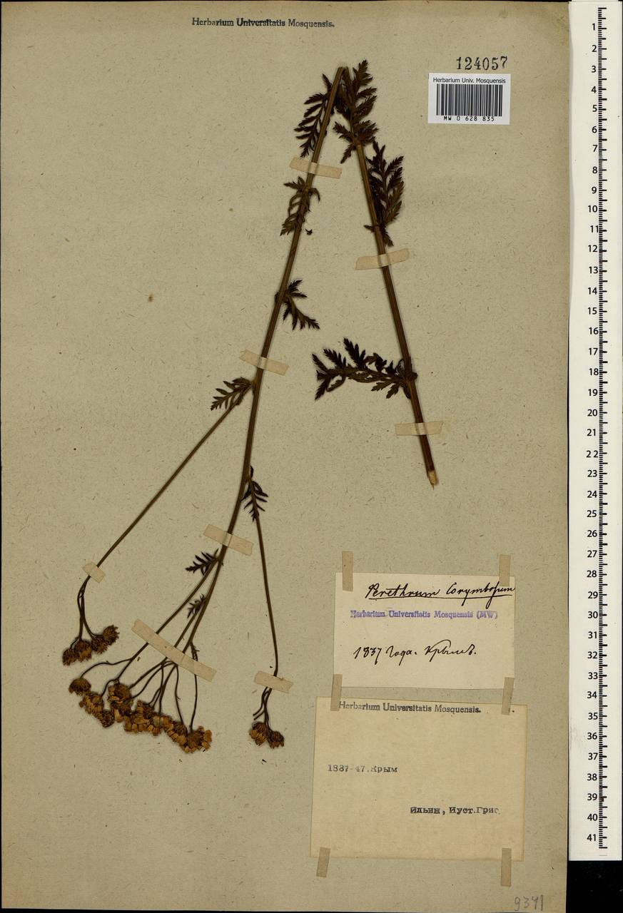 Tanacetum corymbosum subsp. corymbosum, Крым (KRYM) (Россия)