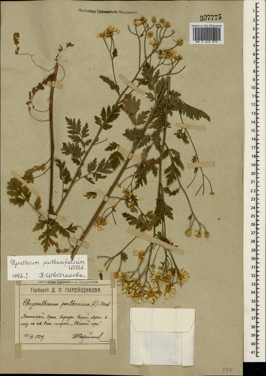 Tanacetum partheniifolium (Willd.) Sch. Bip., Крым (KRYM) (Россия)