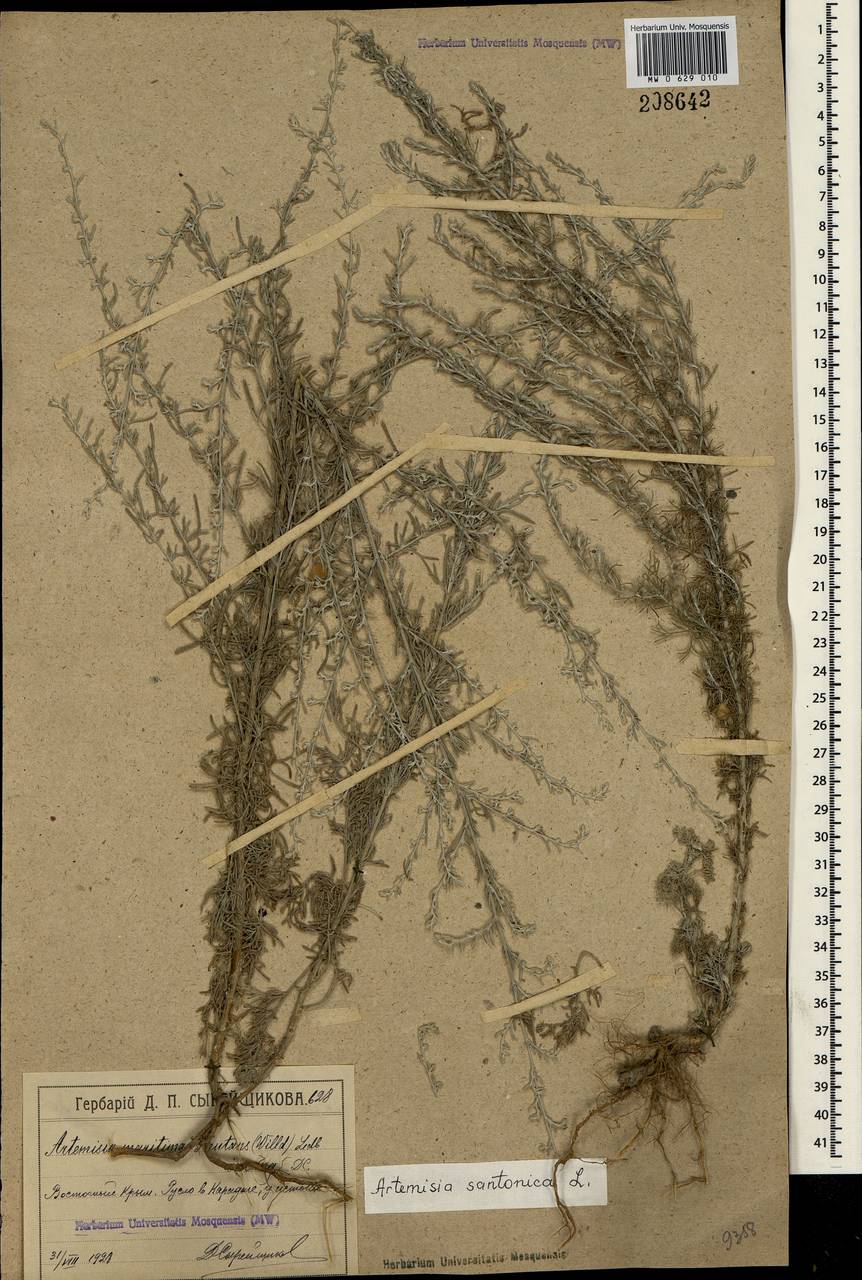 Artemisia caerulescens subsp. caerulescens, Крым (KRYM) (Россия)