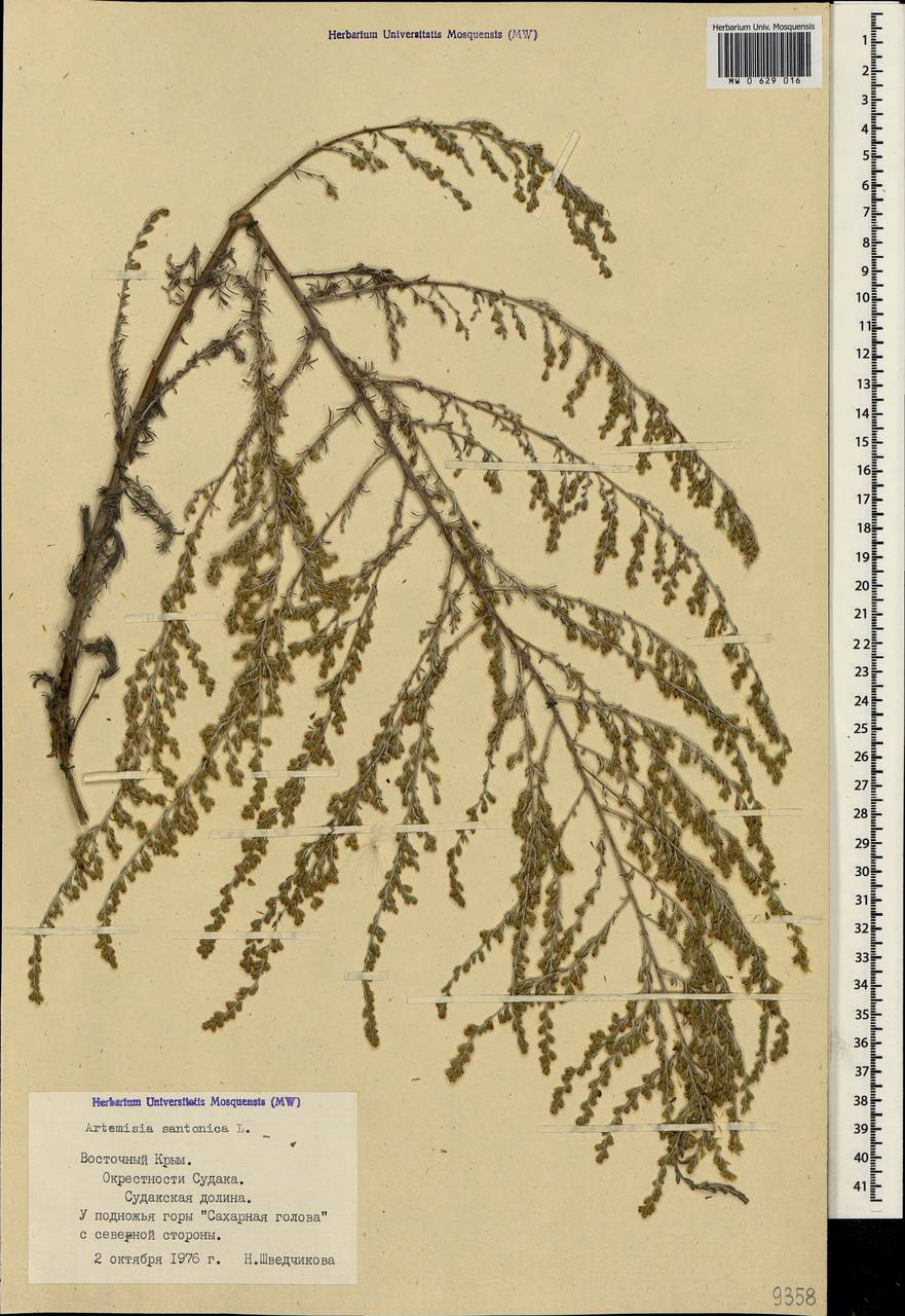 Artemisia caerulescens subsp. caerulescens, Крым (KRYM) (Россия)