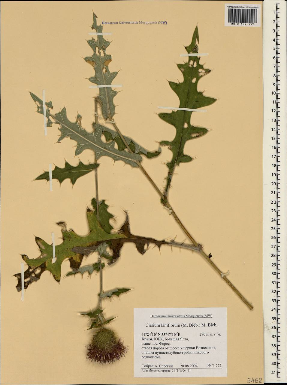 Lophiolepis laniflora (M. Bieb.) Del Guacchio, Bures, Iamonico & P. Caputo, Крым (KRYM) (Россия)