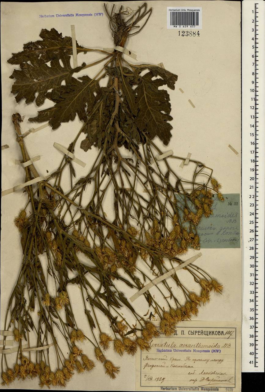 Klasea erucifolia (L.) Greuter & Wagenitz, Крым (KRYM) (Россия)