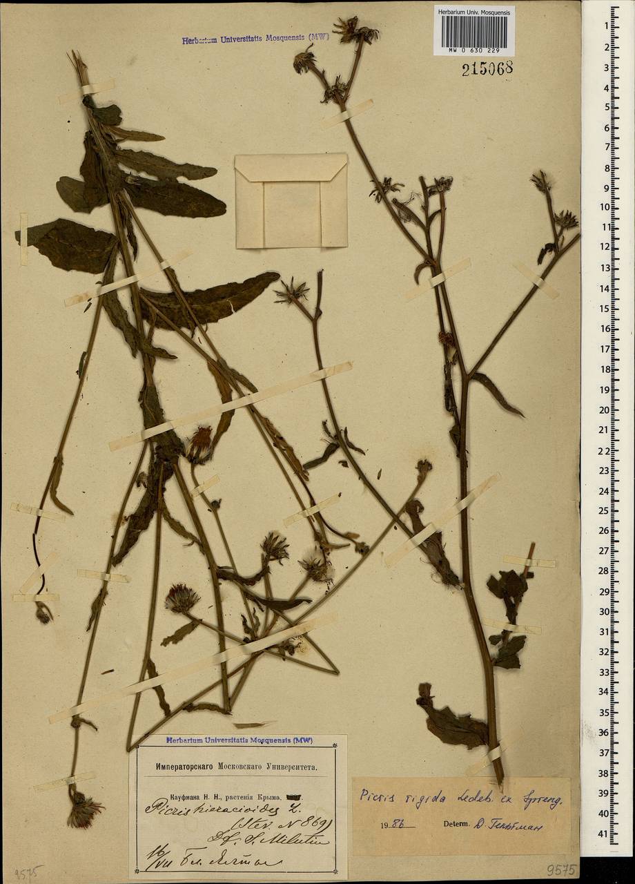 Picris hieracioides subsp. hieracioides, Крым (KRYM) (Россия)