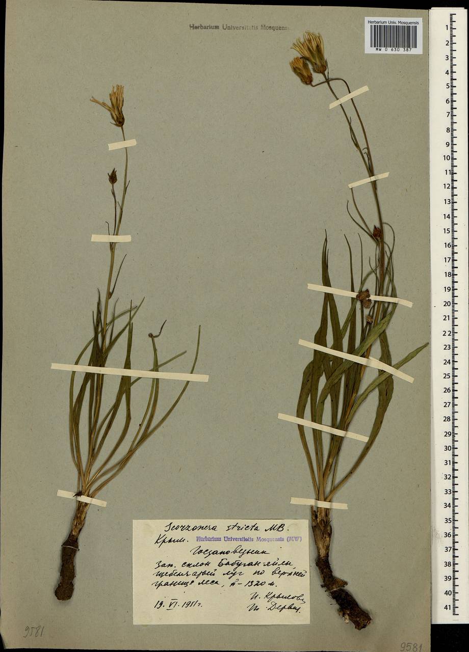 Pseudopodospermum tauricum (M. Bieb.) Vasjukov & Saksonov, Крым (KRYM) (Россия)