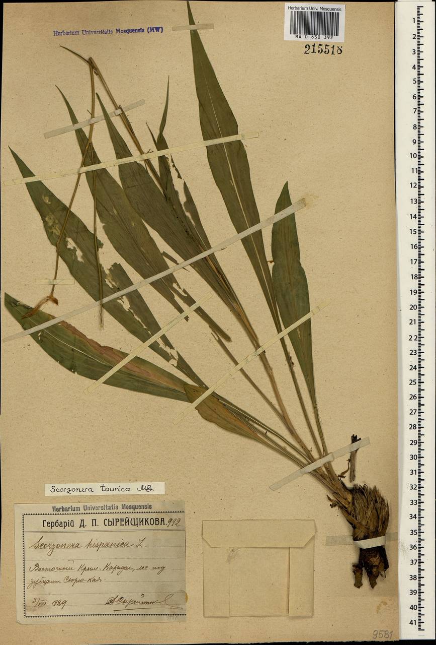 Pseudopodospermum tauricum (M. Bieb.) Vasjukov & Saksonov, Крым (KRYM) (Россия)