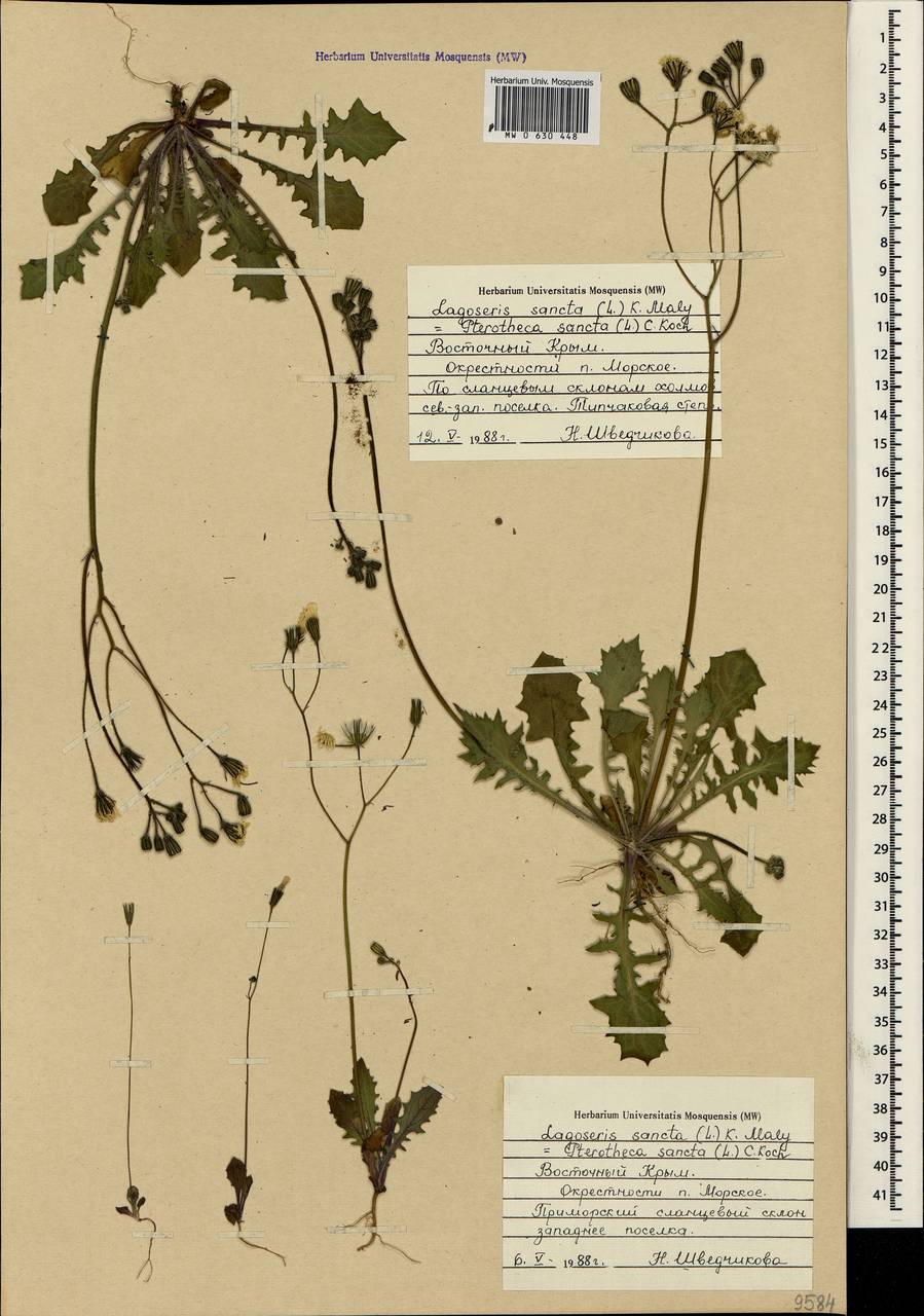 Crepis sancta subsp. sancta, Крым (KRYM) (Россия)
