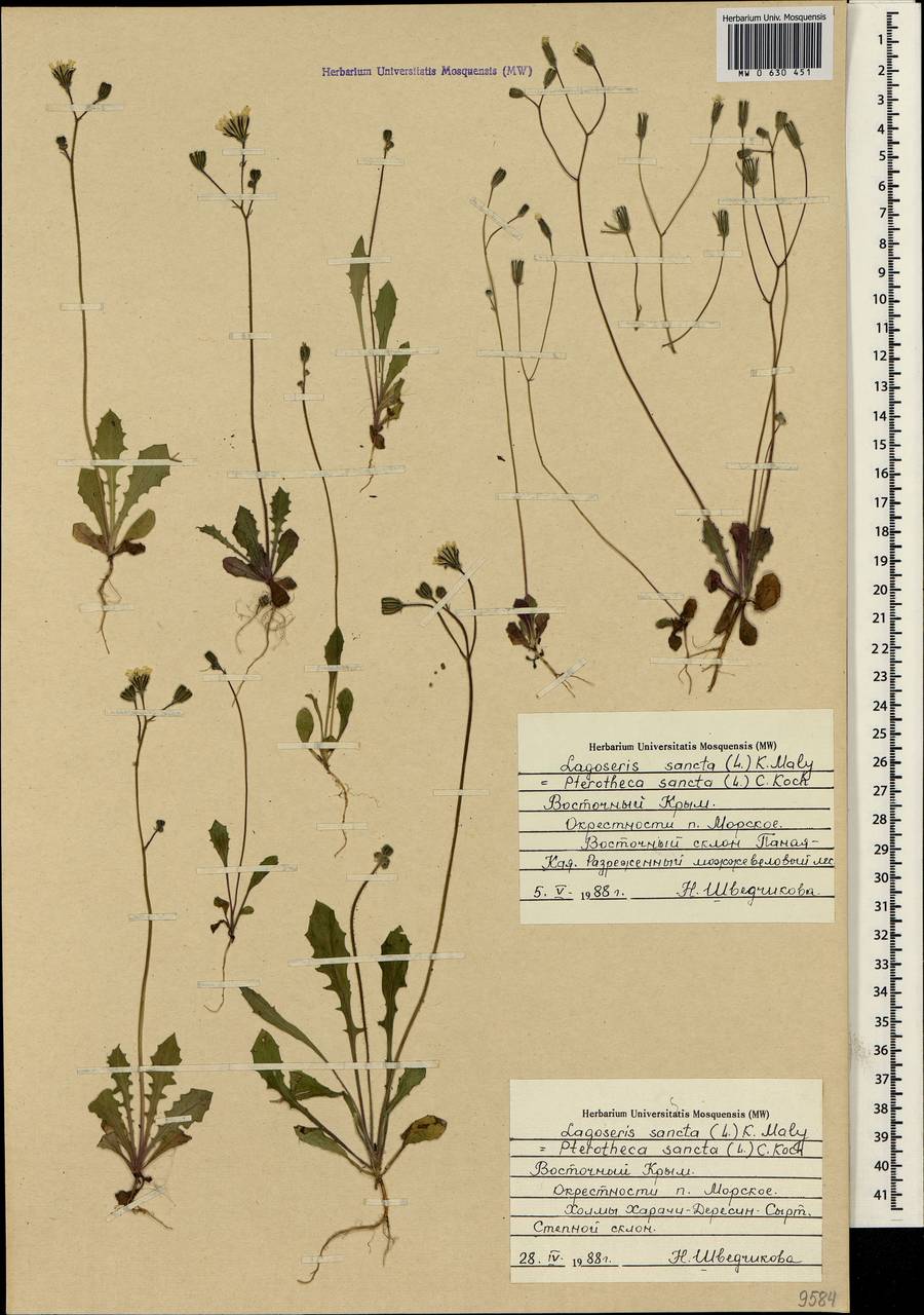 Crepis sancta subsp. sancta, Крым (KRYM) (Россия)