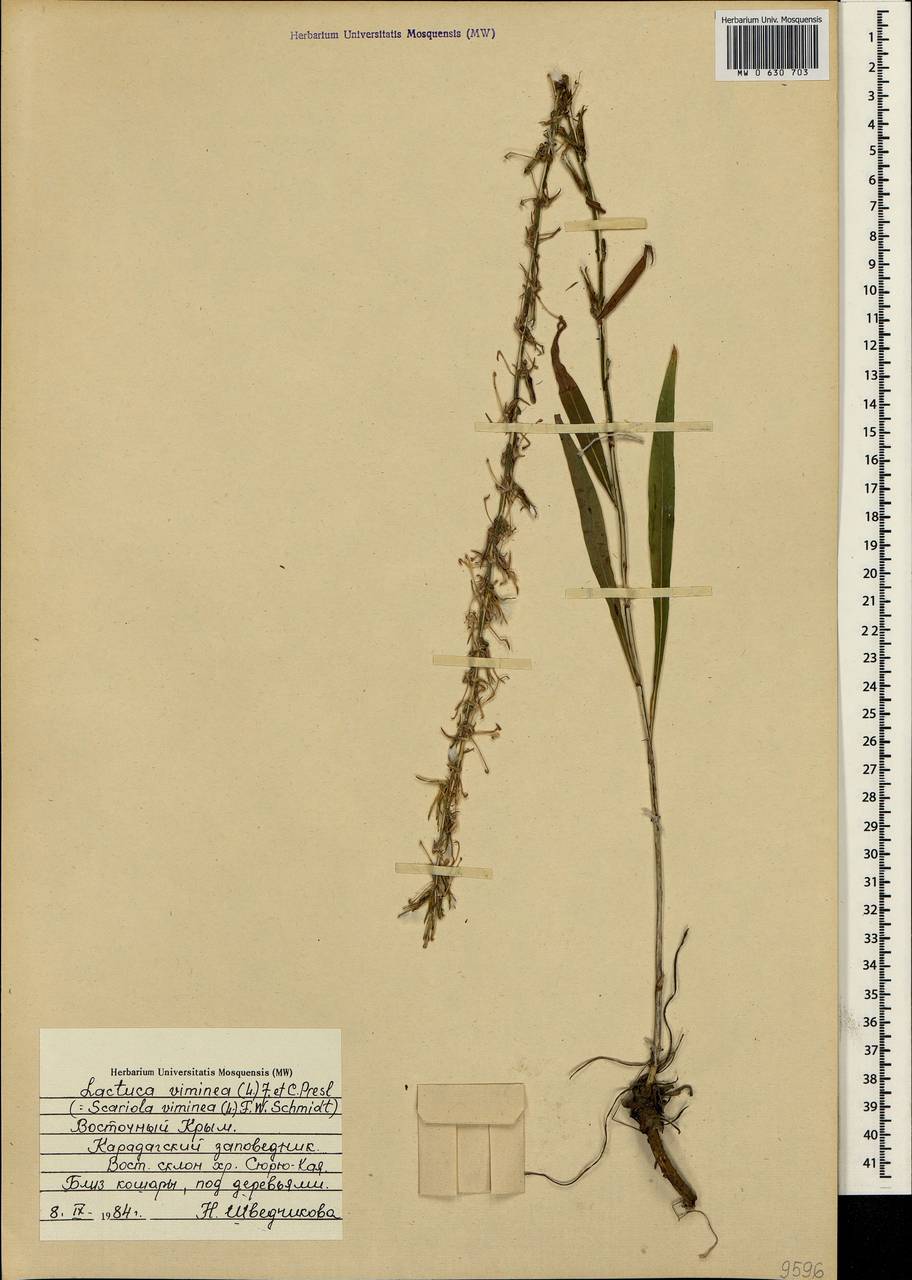 Lactuca viminea subsp. viminea, Крым (KRYM) (Россия)