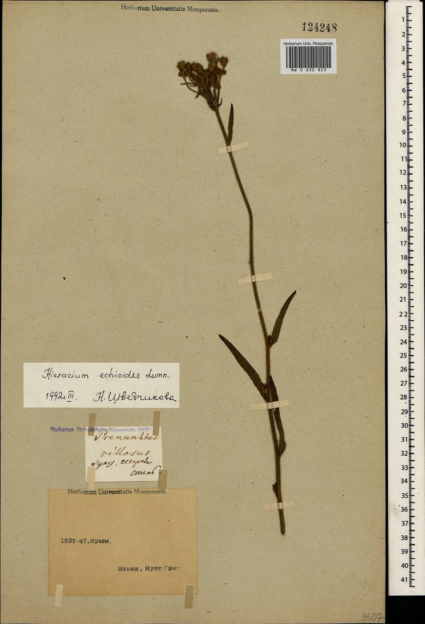Pilosella echioides subsp. echioides, Крым (KRYM) (Россия)