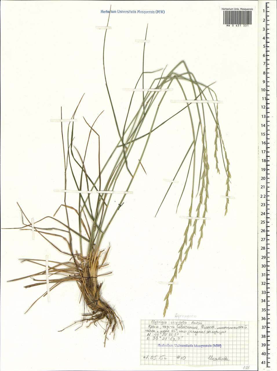 Pseudoroegneria stipifolia (Trautv.) Á.Löve, Крым (KRYM) (Россия)