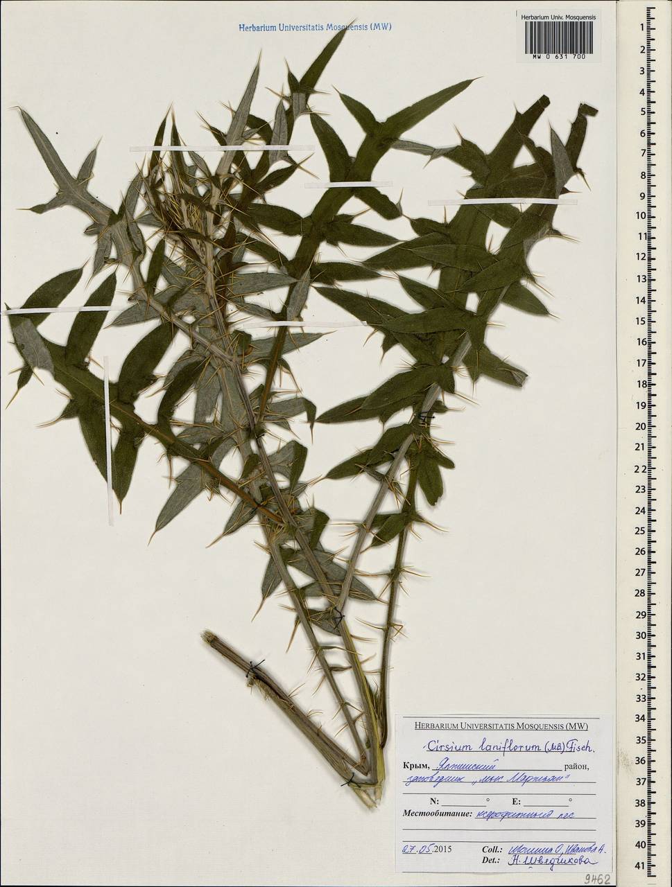 Lophiolepis laniflora (M. Bieb.) Del Guacchio, Bures, Iamonico & P. Caputo, Крым (KRYM) (Россия)