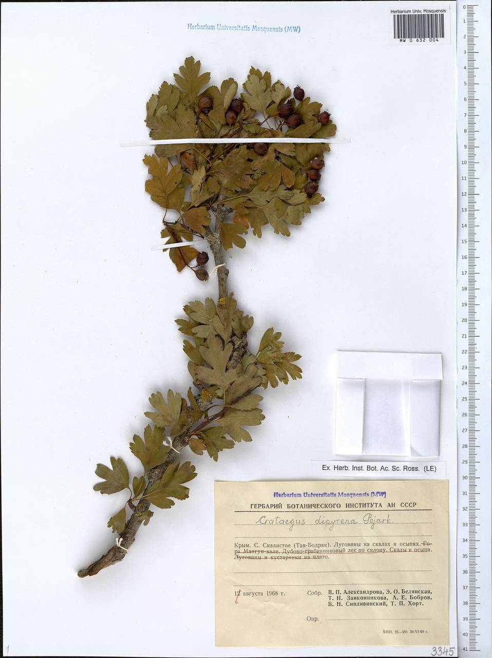 Crataegus × rubrinervis Lange, Крым (KRYM) (Россия)