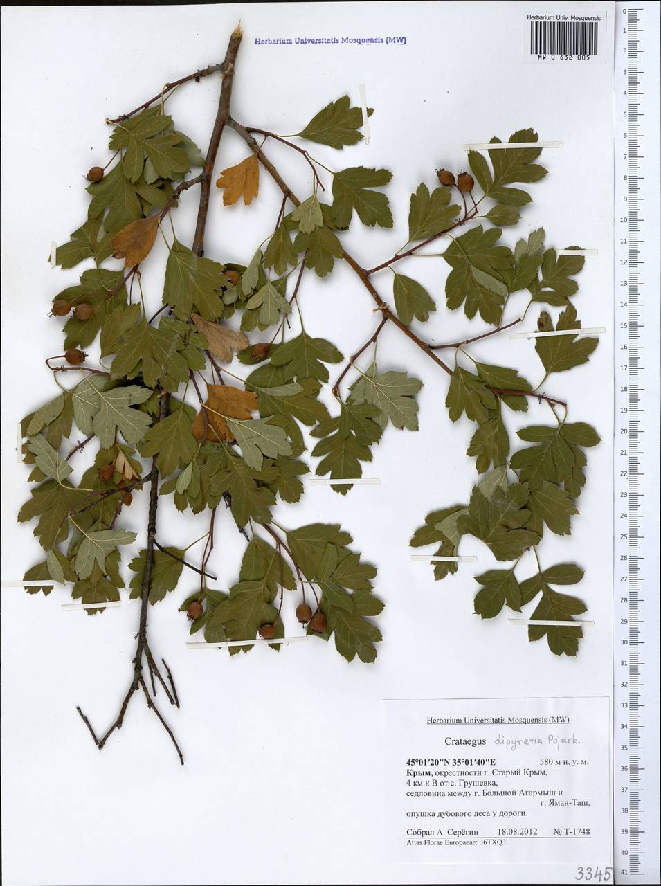Crataegus × rubrinervis Lange, Крым (KRYM) (Россия)