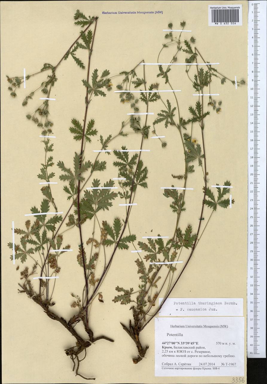 Potentilla thuringiaca subsp. goldbachii (Rupr.) Th.Wolf, Крым (KRYM) (Россия)