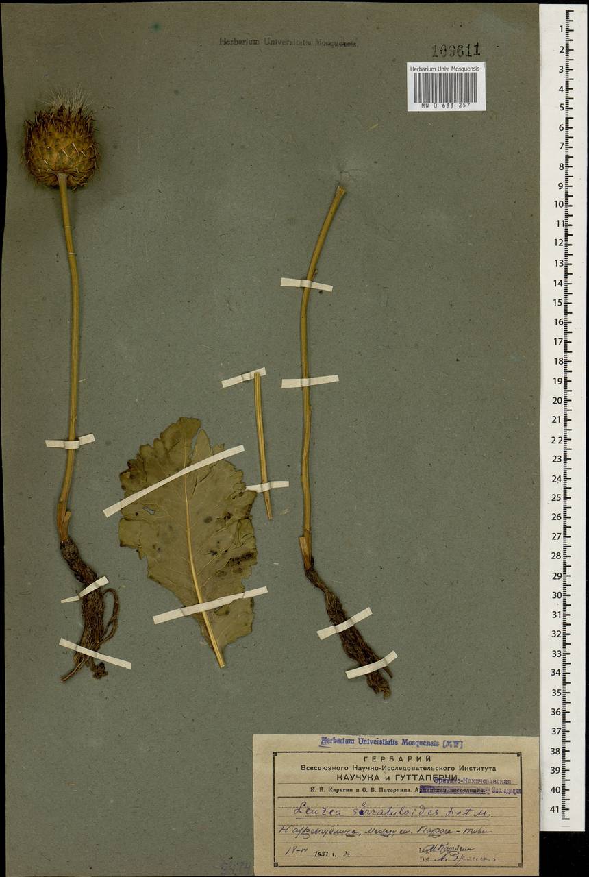 Klasea serratuloides subsp. serratuloides, Кавказ, Азербайджан (K6) (Азербайджан)